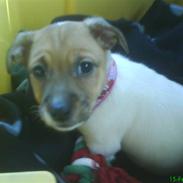 Jack russell terrier Chilli