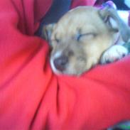 Jack russell terrier Chilli