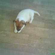 Jack russell terrier Chilli