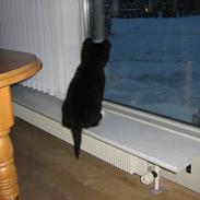 Islandsk fårehund rico