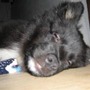 Islandsk fårehund rico