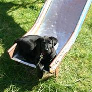 Labrador retriever Mollie