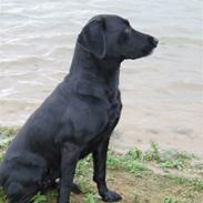 Labrador retriever søs (kælenavn tøsen)