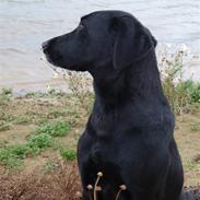 Labrador retriever søs (kælenavn tøsen)