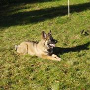 Schæferhund chade´s faust 