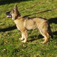 Schæferhund chade´s faust 