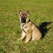 Schæferhund chade´s faust 