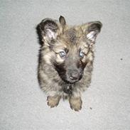 Schæferhund chade´s faust 