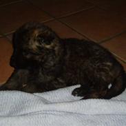 Schæferhund chade´s faust 