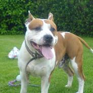 Amerikansk staffordshire terrier Elvis