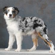Australian shepherd Enzo (PM Dungeon Master)