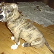 Blanding af racer Kanzo (plejebarn)