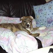 Blanding af racer Kanzo (plejebarn)