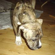 Blanding af racer Kanzo (plejebarn)