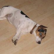 Jack russell terrier kila