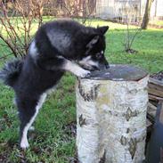 Finsk lapphund Finda Dusty Diva