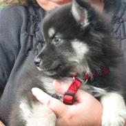 Finsk lapphund Finda Dusty Diva