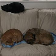 Border terrier Oscar aflivet 24 nov 08