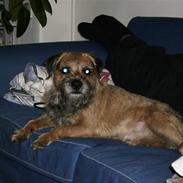 Border terrier Oscar aflivet 24 nov 08