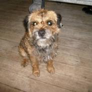 Border terrier Oscar aflivet 24 nov 08