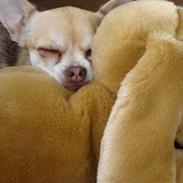 Chihuahua Bailey
