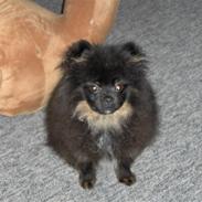 Pomeranian charlie