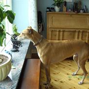 Greyhound Albert, død 2. aug. 2010 