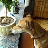 Greyhound Albert, død 2. aug. 2010 