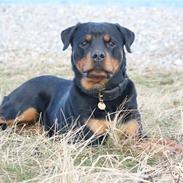 Rottweiler Jondia´s Alley (Aica)