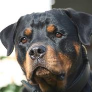 Rottweiler Jondia´s Alley (Aica)