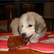 Pyreneerhund Frigg
