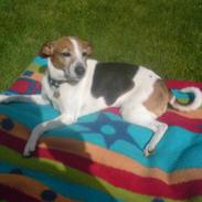 Dansk svensk gaardhund Leif :D