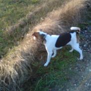 Dansk svensk gaardhund Leif :D