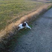 Dansk svensk gaardhund Leif :D