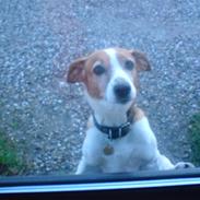 Dansk svensk gaardhund Leif :D