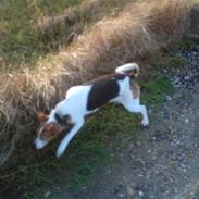 Dansk svensk gaardhund Leif :D