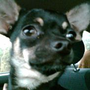 Chihuahua Choise