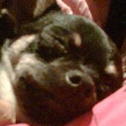 Chihuahua Choise