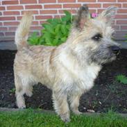 Cairn terrier Nikki