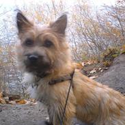 Cairn terrier Nikki