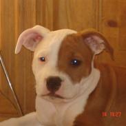 Staffordshire bull terrier Bonzai-Staff's Armani