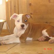 Staffordshire bull terrier Bonzai-Staff's Armani