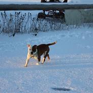 Staffordshire bull terrier Bonzai-Staff's Armani