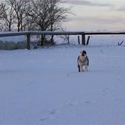 Staffordshire bull terrier Bonzai-Staff's Armani