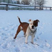Staffordshire bull terrier Bonzai-Staff's Armani