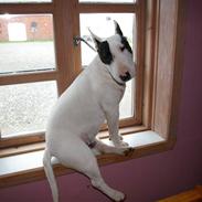 Bullterrier miniature Enoddens Bob´s your uncle