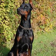 Dobermann Intro di perlanera