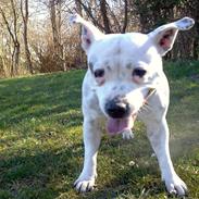 Staffordshire bull terrier Freja (Liza Kabri)