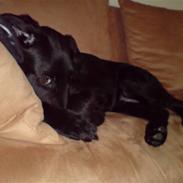 Blanding af racer djanco