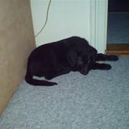 Blanding af racer djanco